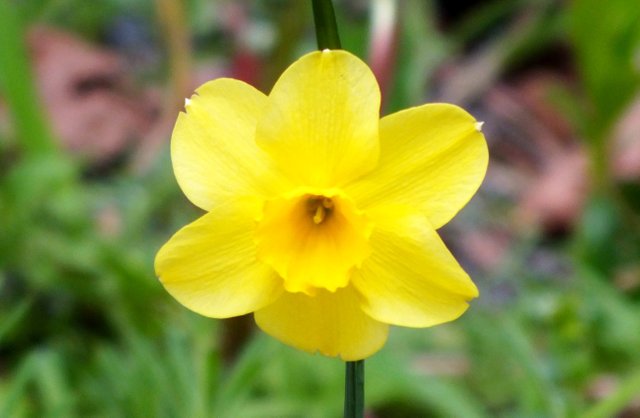 0555Narcissus.jpg