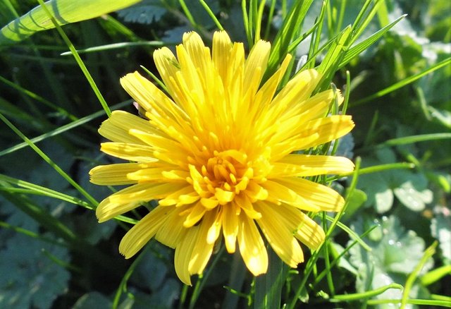 0765Dandelion.jpg