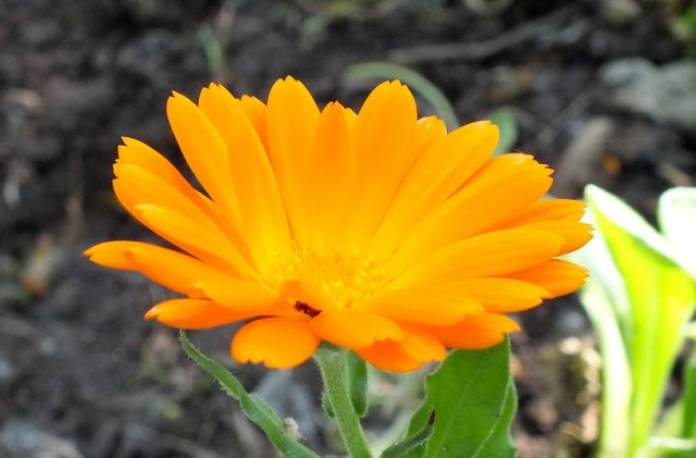 1029Calendula.jpg