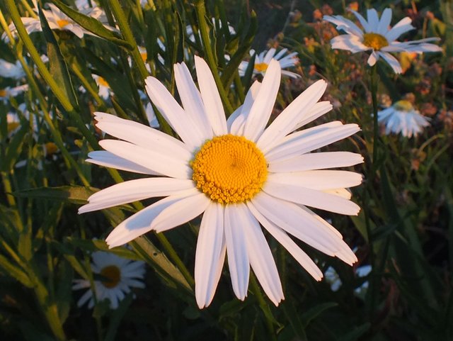 189Daisy131208a.jpg