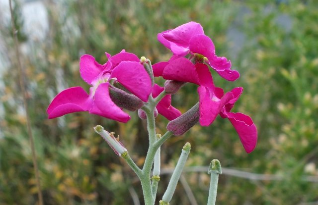 1067Phlox.jpg