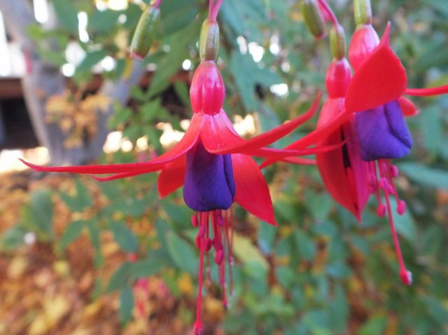 186Fuchsia131129a.jpg