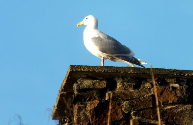 0944Seagull.jpg