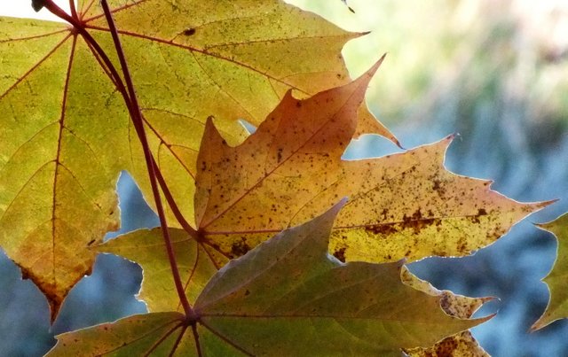 0828Leaves.jpg
