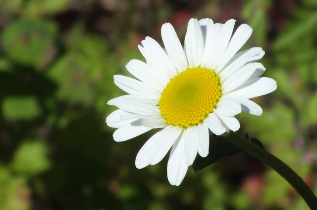 0775Daisy.jpg