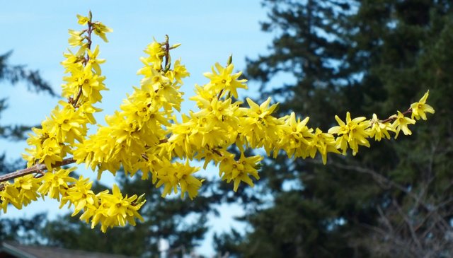 0669Forsythia.jpg