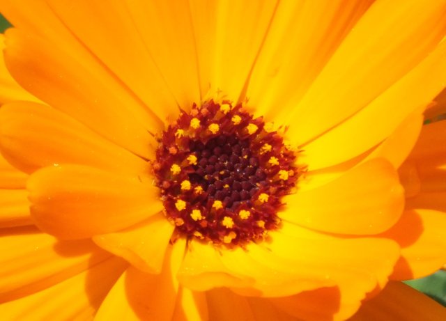 0698Calendula.jpg