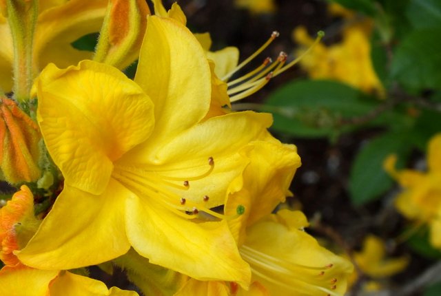 1022YellowRhody.jpg