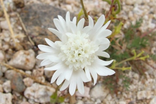 0876WhiteFlower.jpg