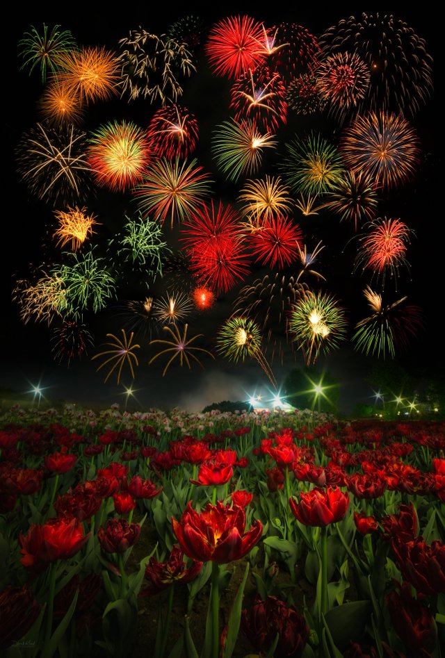 Tulips and Fireworks.jpg