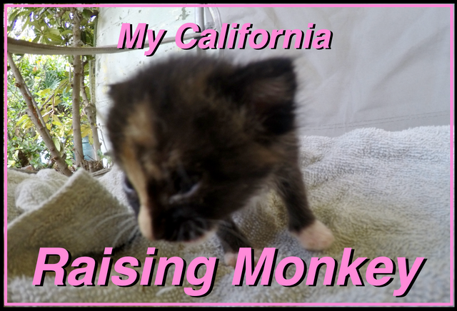 Raising monkey cover.png