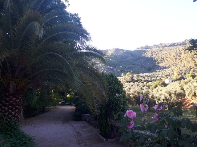 Cortijo8.jpg