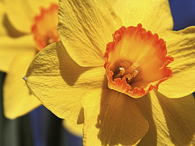 daffodil 1.jpg