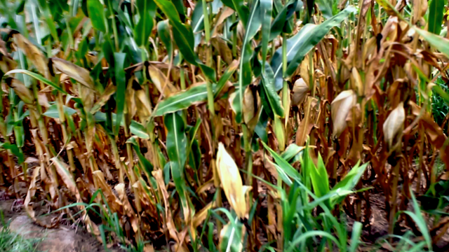 corn photoshopped.png