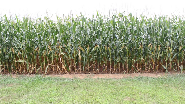 corn12 7.png