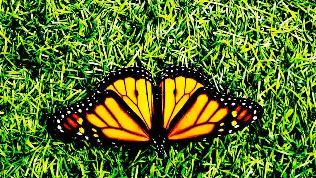 butterfly art 2.png