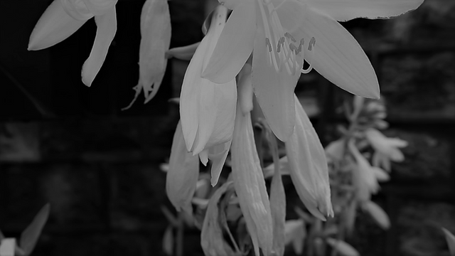 hosta macro 3 2.png