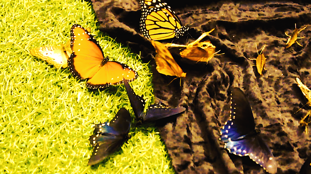 butterfly steem photo 2.png