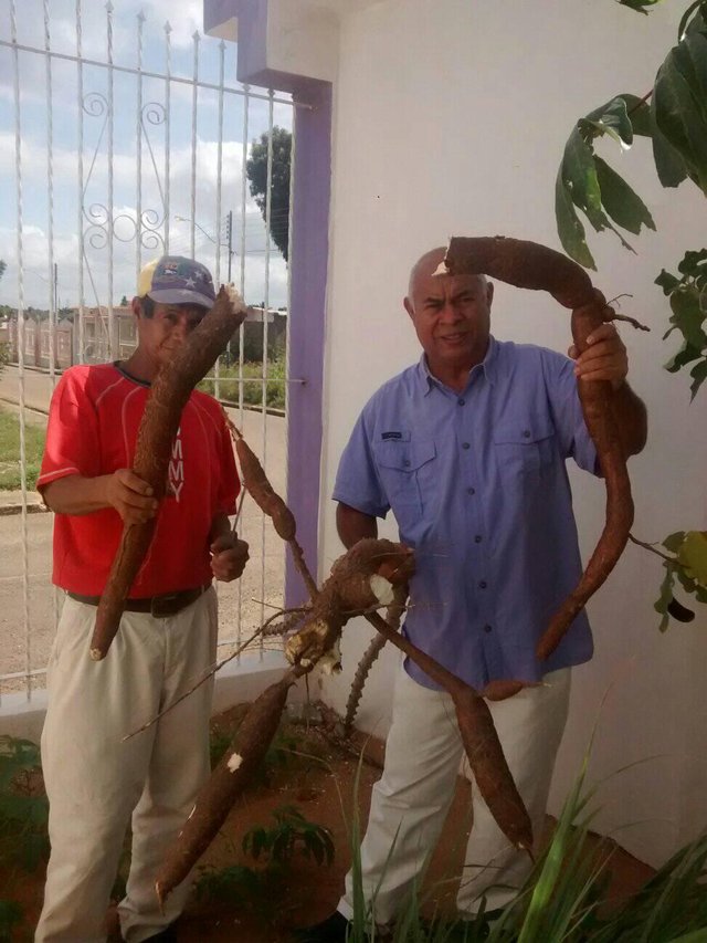 cosecha de yuca en el jardin con maguya camisa morada.jpg