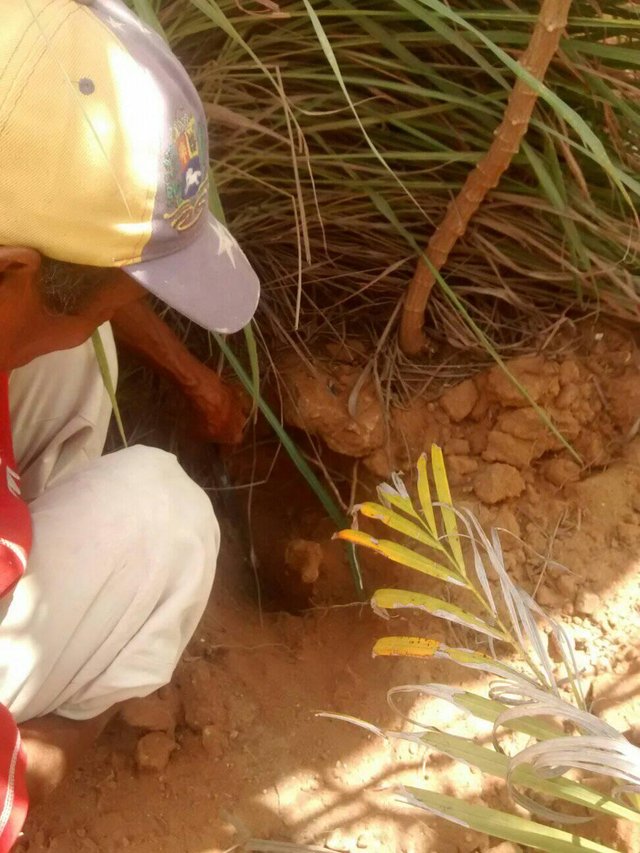 Maguya sacando una yuca muy enterrada.jpg