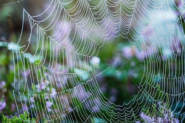 cobweb2735902_640.jpg