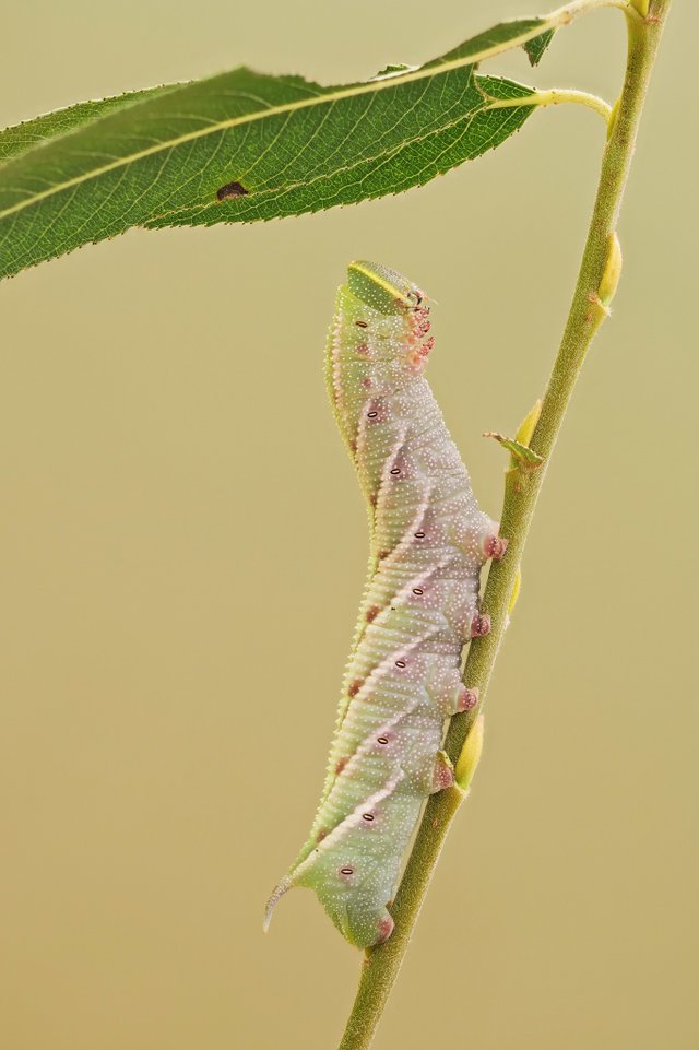 Abendpfauenauge Smerinthus ocellata_P1278673_HF.jpg