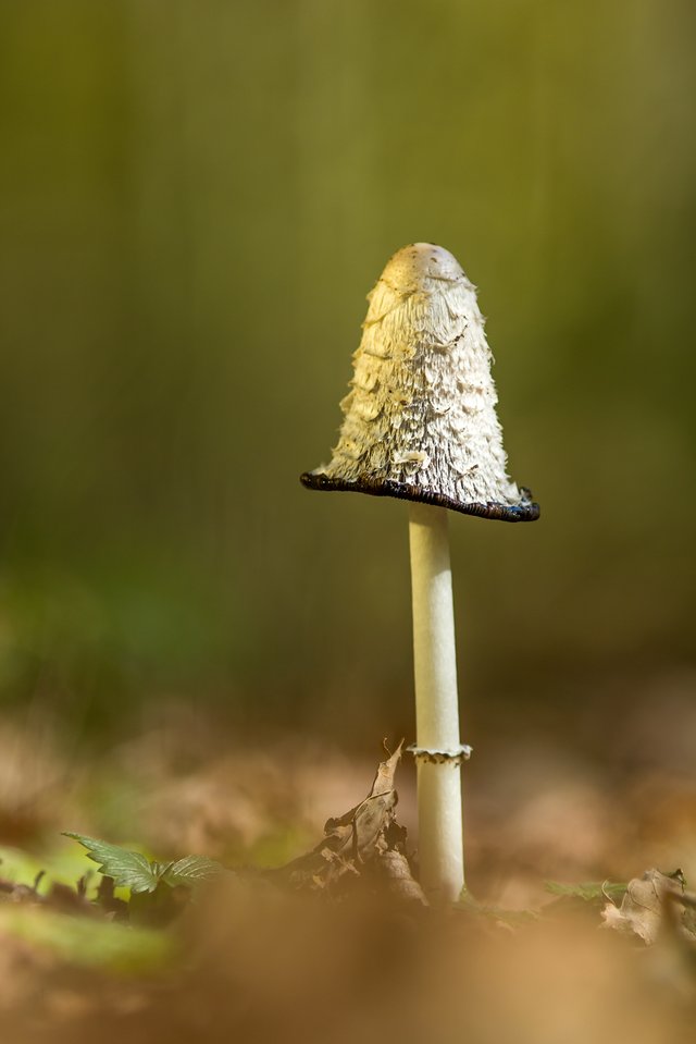 SchopfTintling Coprinus comatus_0883BF.jpg