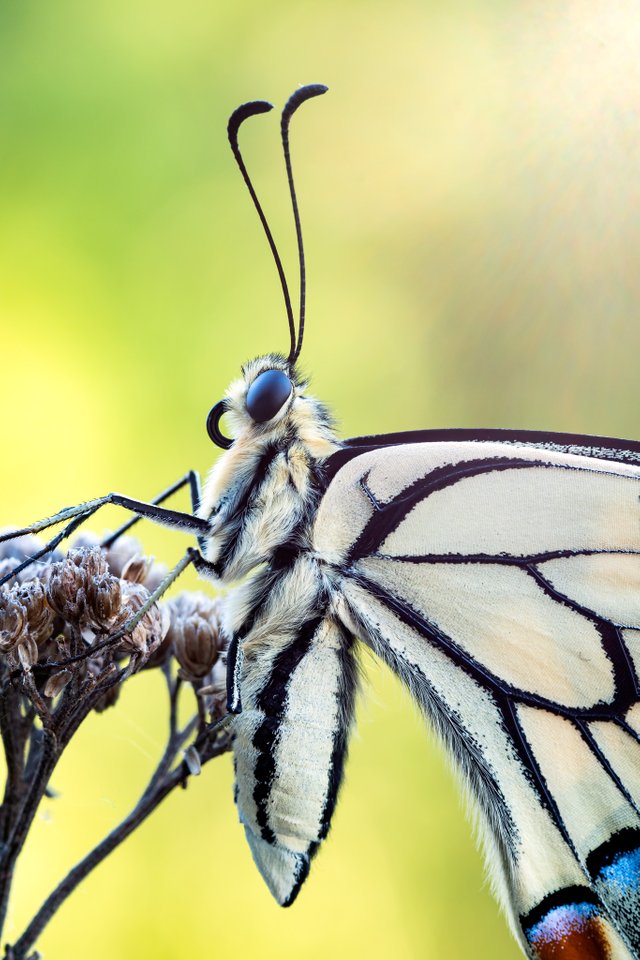 Schwalbenschwanz Papilio machaon_P1115578  BF.jpg