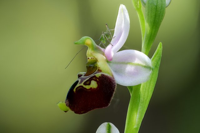 HummelRagwurz Ophrys holoserica_P1115511_HF.jpg