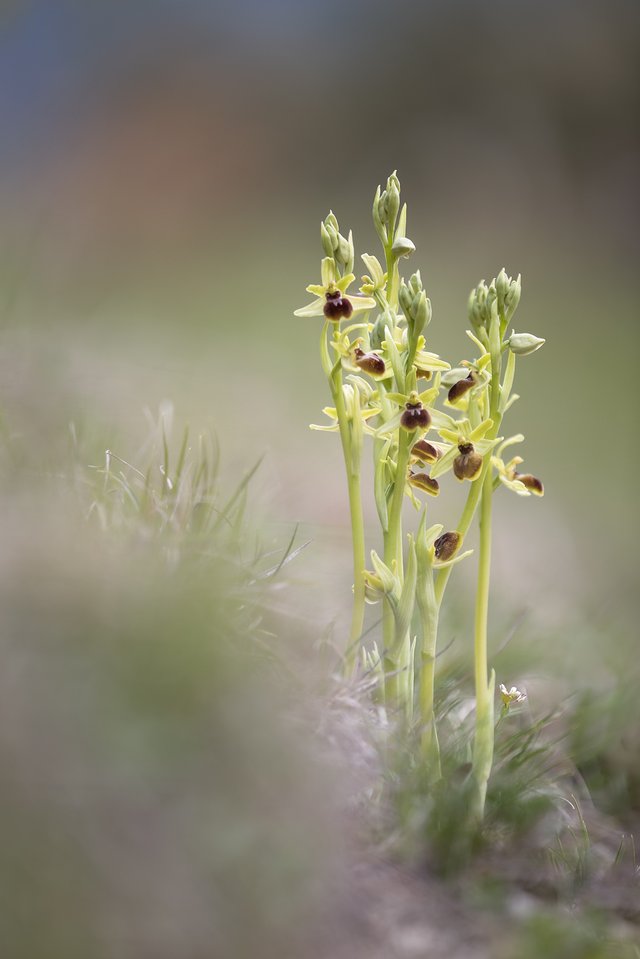 Kleine SpinnenRagwurz Ophrys araneola_CI4A02067BF2.jpg