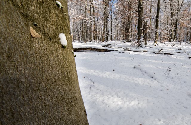 Große Frostspanner Erannis defoliaria_CI4A07942_HFBF.jpg