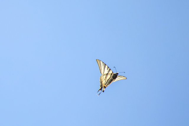 Segelfalter Iphiclides podalirius_CI4A3699BF.jpg