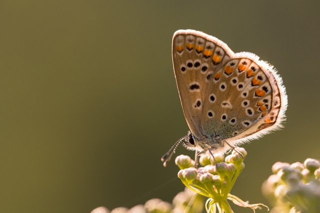 HauhechelBläuling Polyommatus icarus_Q22A5192.jpg