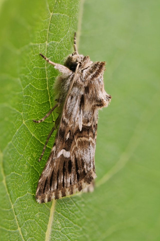 Möndcheneule Calophasia lunula_P1265935_HF.jpg