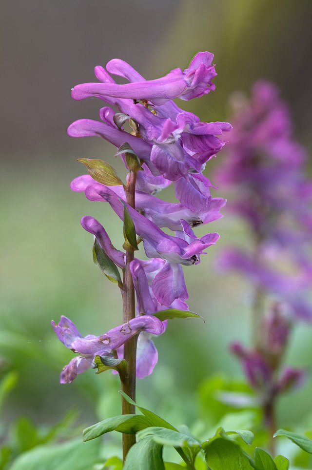 Hohler Lerchensporn Corydalis cava_CI4A84325_HFBF.jpg