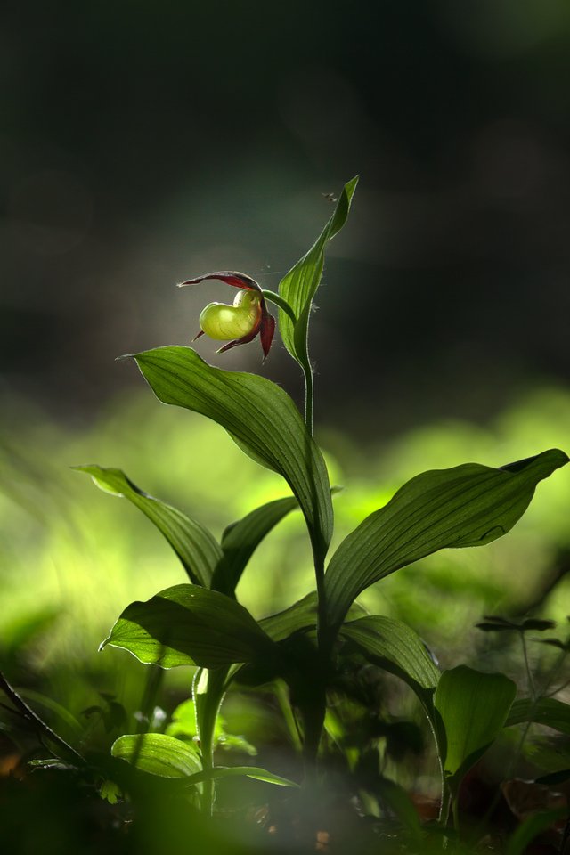 Gelber Frauenschuh Cypripedium calceolus_1947BF.jpg