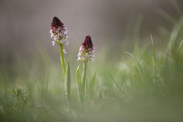 BrandKnabenkraut Orchis ustulata var. ustulata_CI4A02464_HFBF.jpg