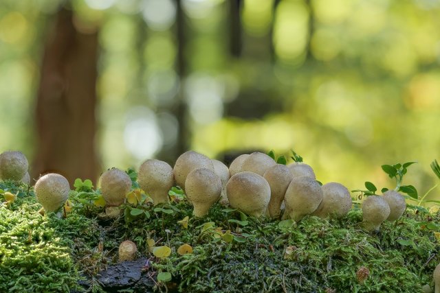 BirnenStäubling Lycoperdon pyriforme_P1363403_HF.jpg
