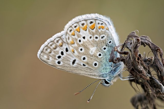 HauhechelBläuling Polyommatus icarus_P1125469_HF.jpg