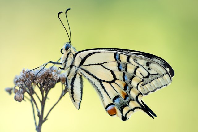 Schwalbenschwanz Papilio machaon_P1115575.jpg