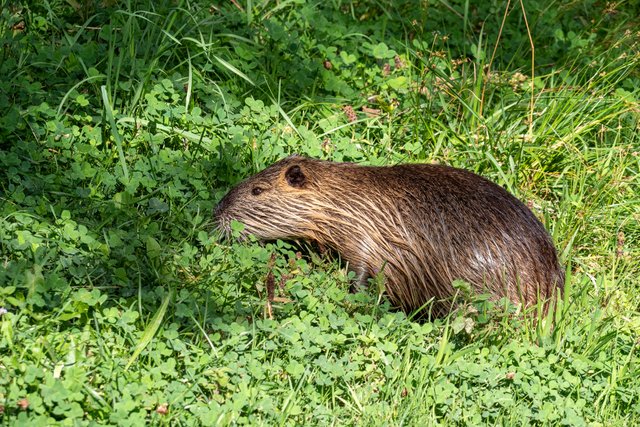 Nutria Myocastor coypus_P1206962.jpg