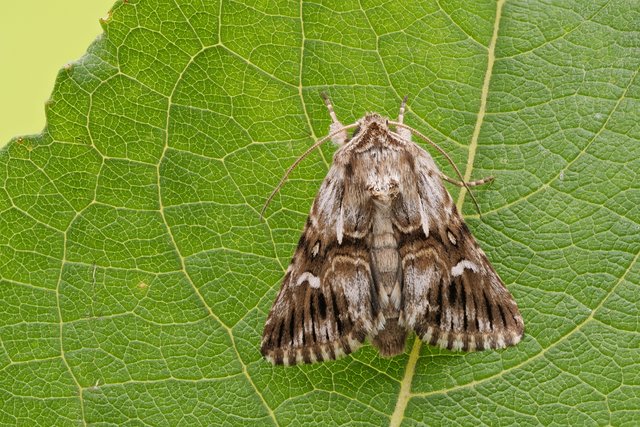 Möndcheneule Calophasia lunula_P1265768_HF.jpg