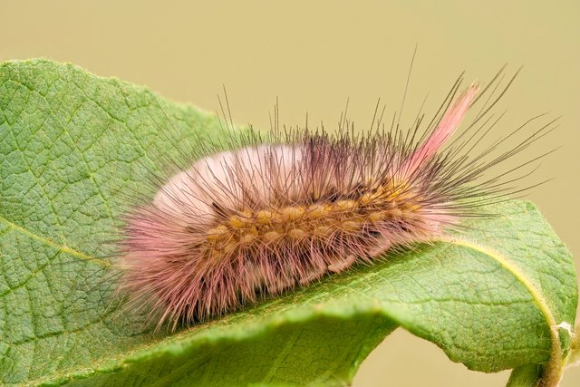 BuchenStreckfuß Calliteara pudibunda_P1302460_HF2.jpg