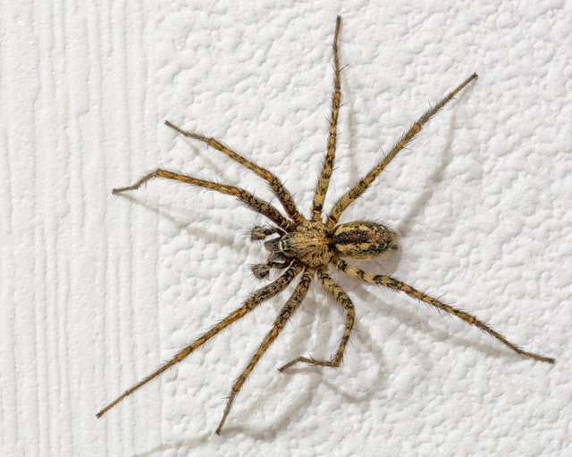 Große Winkelspinne Tegenaria atrica.jpg