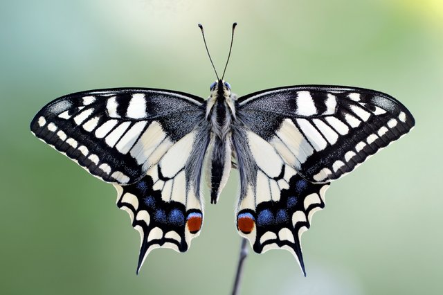 Schwalbenschwanz Papilio machaon_P1115541_HF.jpg