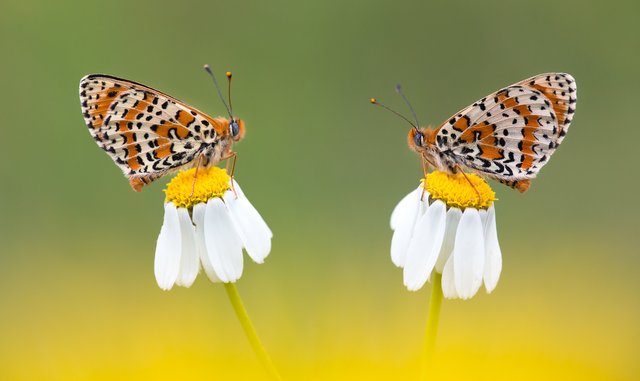 Roter Scheckenfalter Melitaea didyma_Q22A5066BF.jpg