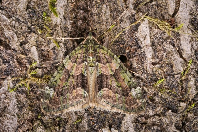 Bindenspanner Chloroclysta siterata_P1374259_HF.jpg