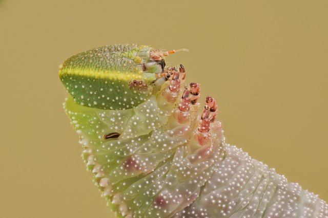 Abendpfauenauge Smerinthus ocellata_P1278901_HF.jpg
