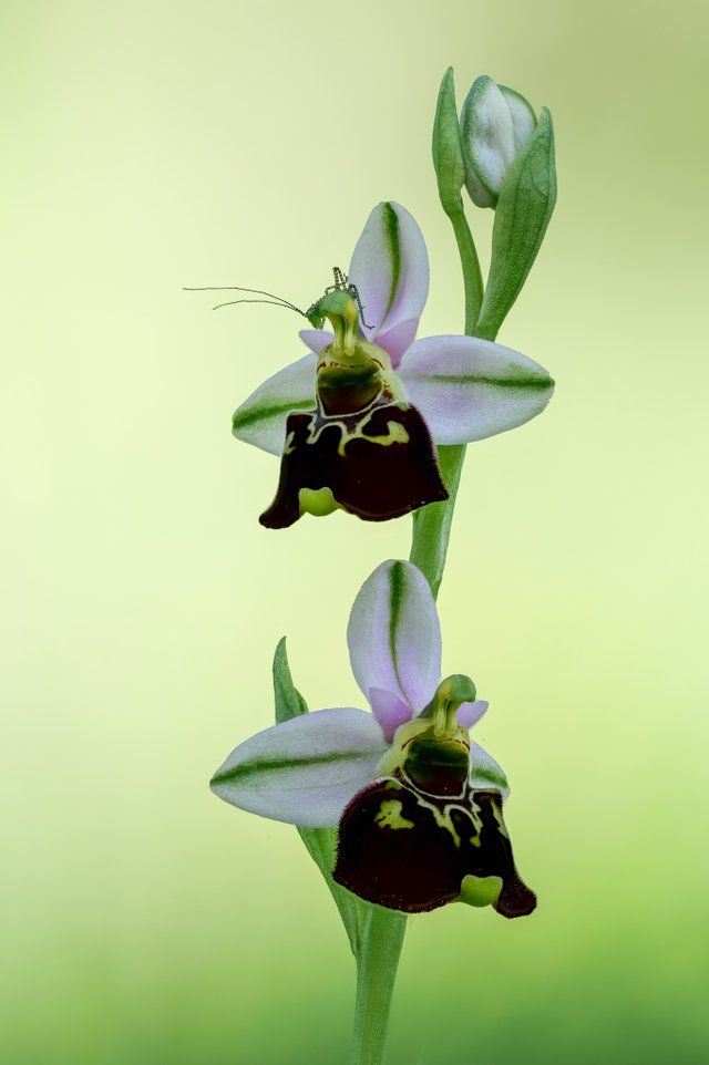 HummelRagwurz Ophrys holoserica_P1115512_HF.jpg