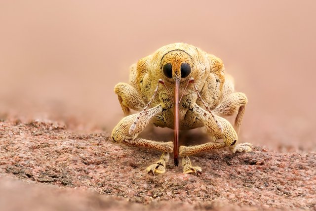 Haselnussbohrer Curculio nucum_P1267399_HF.jpg